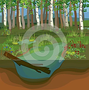 Swamp biotope with pond and birch photo